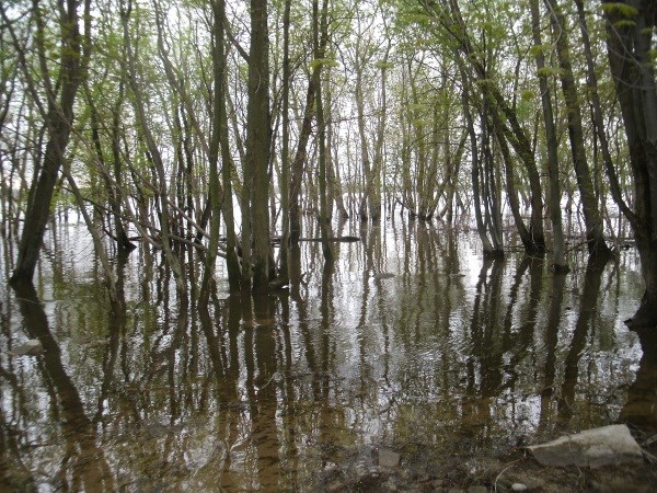 Terrain inondé en bordure du Lac St-Pierre
