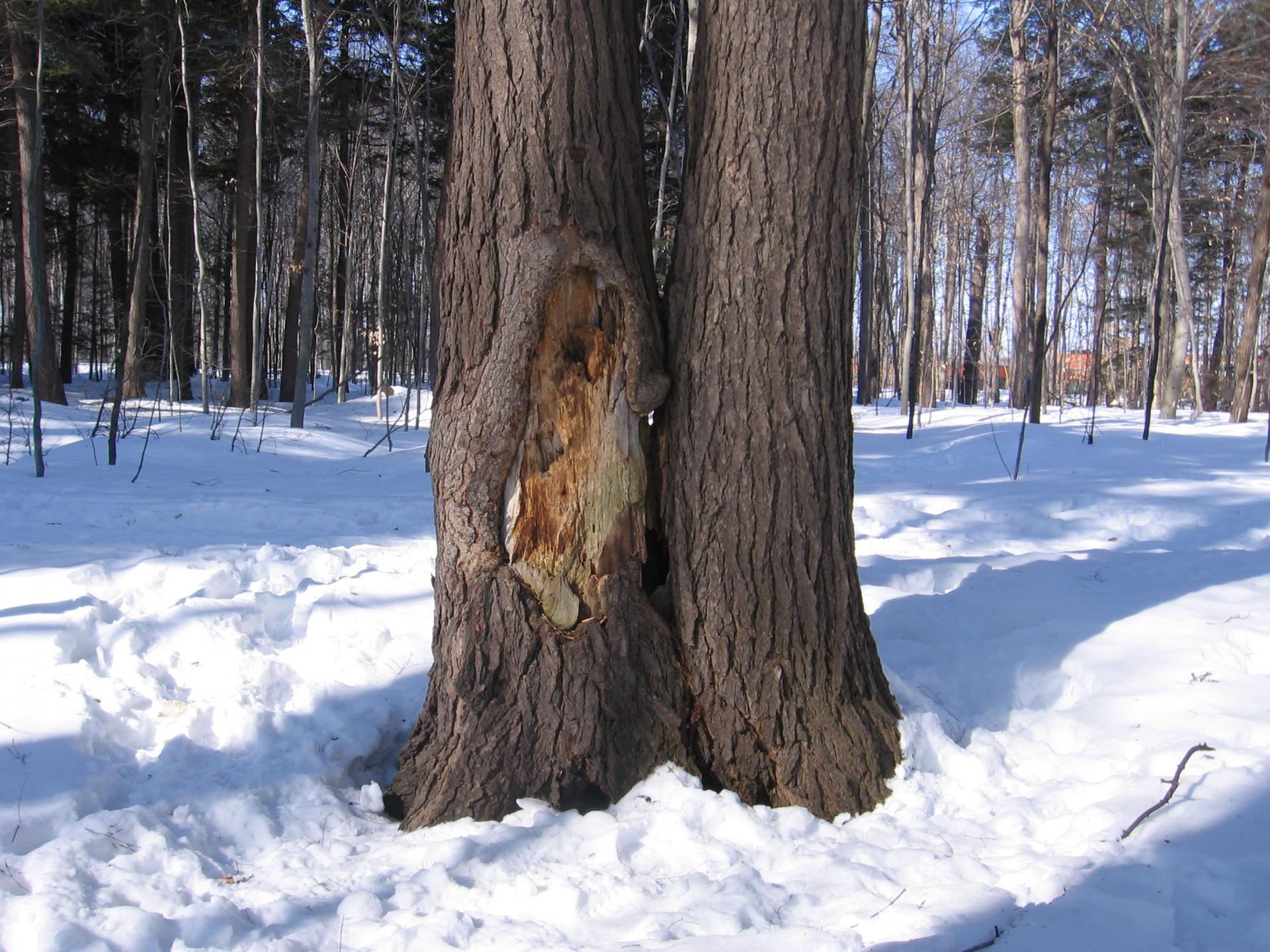 Détérioration des arbres : Jumeaux Siamois